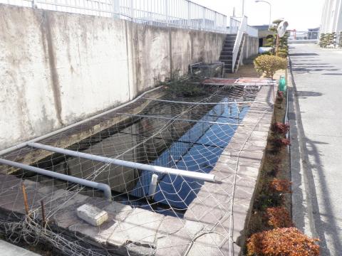 写真：浄化センター処理水を利用した池（鯉を飼育中）