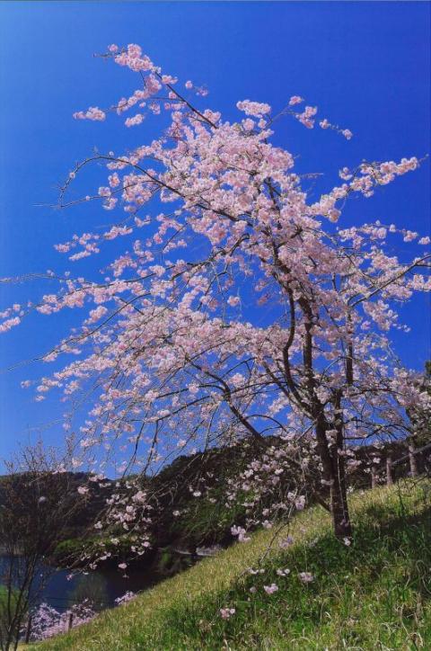 しだれ桜入賞米川の春