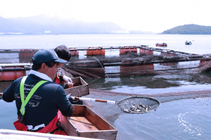 周防灘に浮かぶ養殖用の海上筏