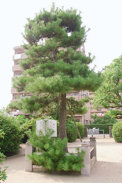 写真：鼎の松