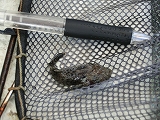 オニオコゼ稚魚