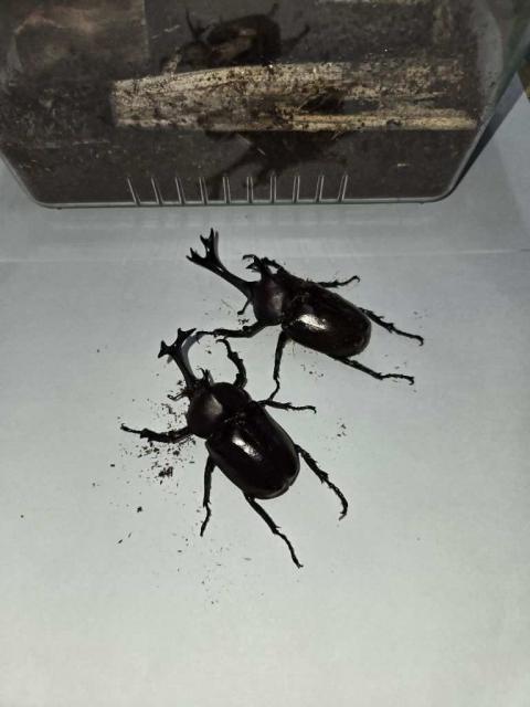 kabutomusi