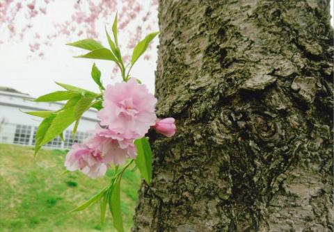 しだれ桜優秀賞生命