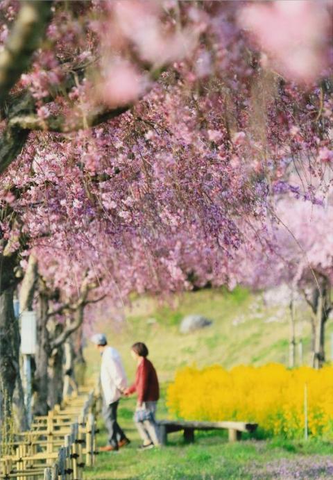 しだれ桜優秀賞今年も奇麗だね