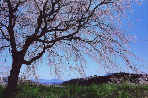 しだれ桜優秀賞枝垂れ咲く