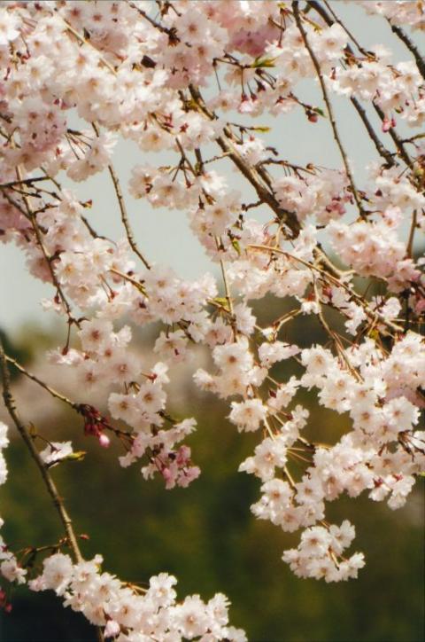 しだれ桜入選美しいしだれ桜