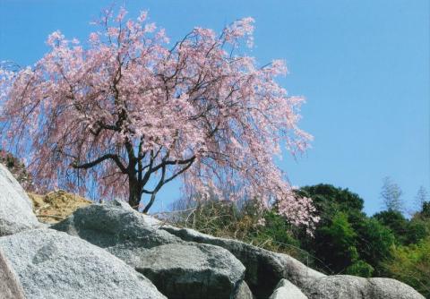 しだれ桜入選だれも見ないしだれ桜