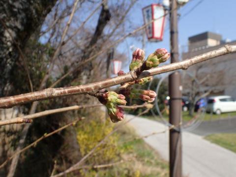 20180323切戸川01