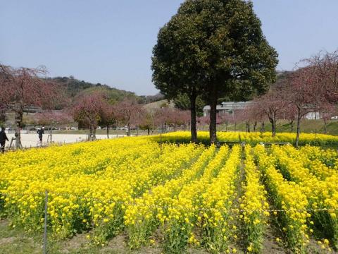 H300329スポーツ公園04