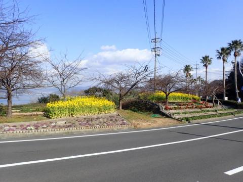 0124大城菜の花1