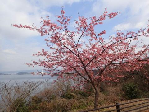 0221笠戸島カワヅザクラ1