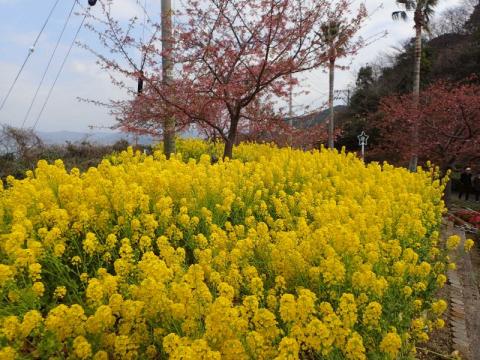 0221大城菜の花1