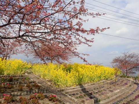 0221大城菜の花2