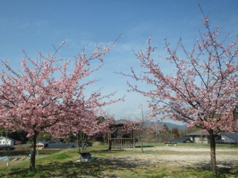 H310305農業公園カワヅザクラ