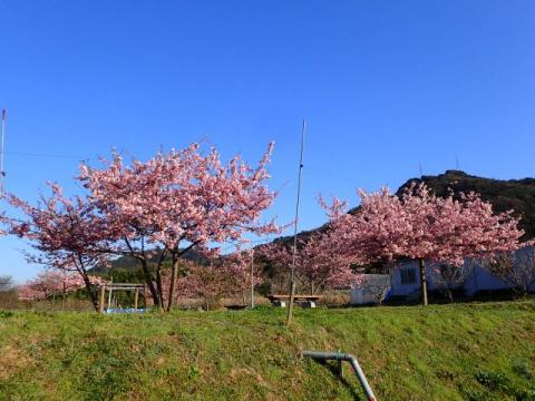 H310308農業公園カワヅザクラ2