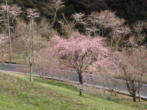 米泉湖しだれ