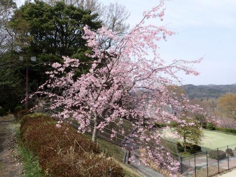 下松公園しだれ01