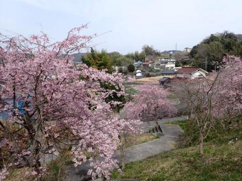 下松公園しだれ02