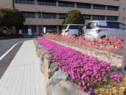 市役所芝桜1