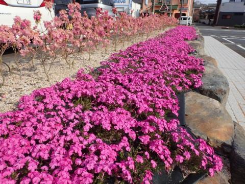 市役所芝桜2