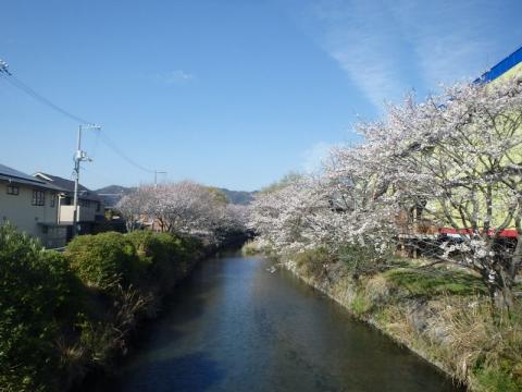 平田川ソメイ01