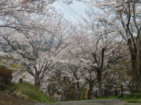 下松公園ソメイ02