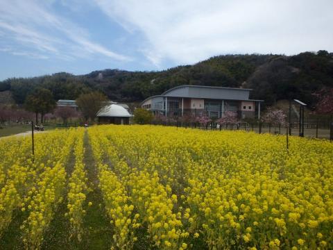 スポーツ公園菜の花01