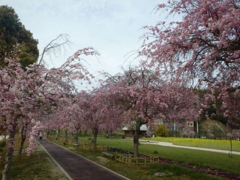 スポーツ公園シダレ01