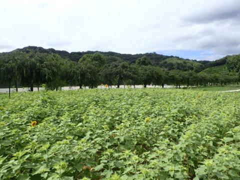 0807スポーツ公園ヒマワリ01