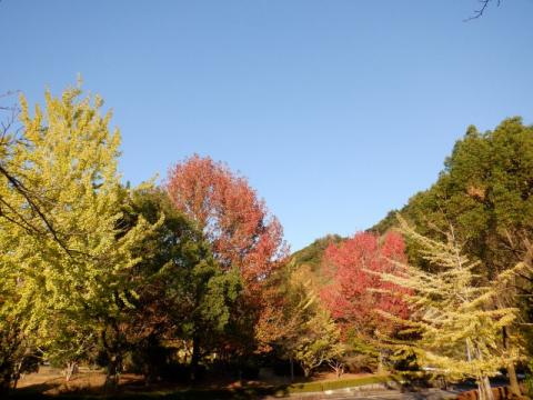 1028米泉湖公園紅葉