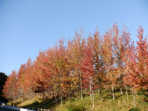 1028スポーツ公園紅葉