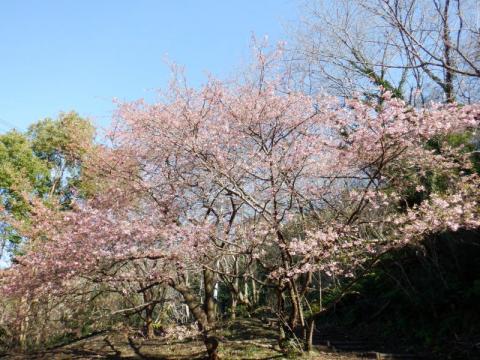 0213笠戸島カワヅ04