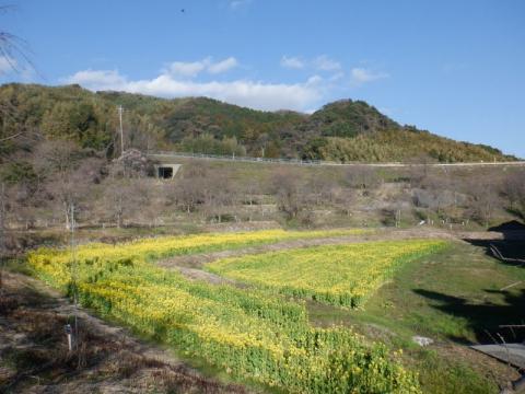 2013記念菜の花01