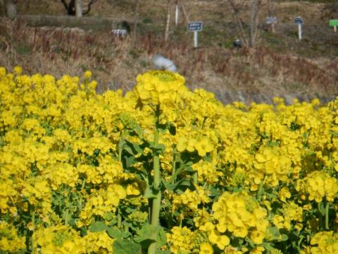 2013記念菜の花02