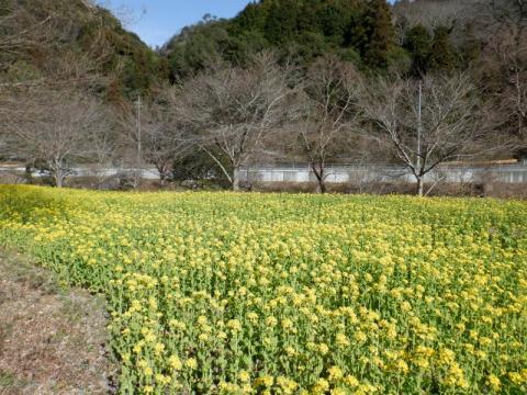 0221米川菜の花01