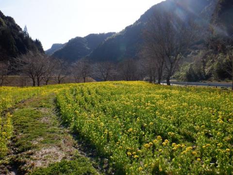 0221米川菜の花02