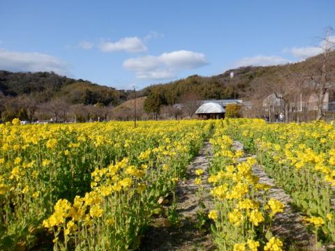 0227スポ公菜の花01