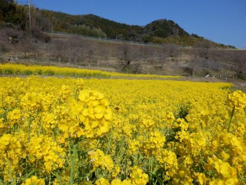 0306記念の杜菜の花02