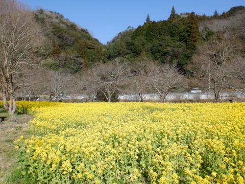 0306米川菜の花01