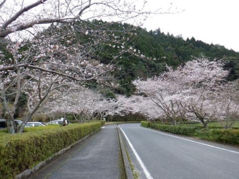 0330米線湖公園ソメイ01