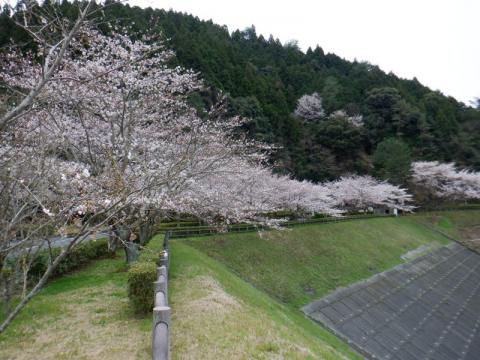 0330米線湖公園ソメイ02