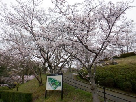 0330下松公園ソメイ01