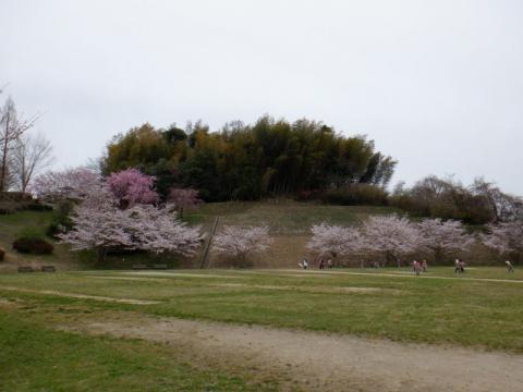 0330下松公園ソメイ02