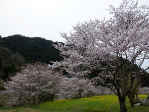 0330米線湖花の広場ソメイ01