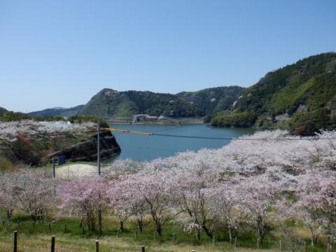 0406米泉湖ソメイヨシノ