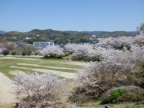 0406下松ソメイヨシノ