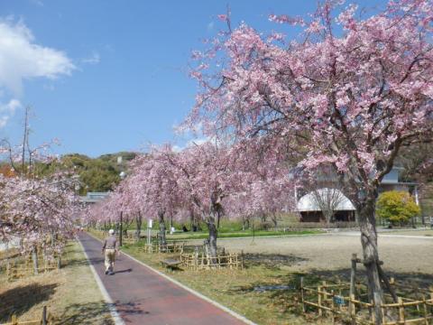 0410スポーツ公園シダレザクラ2