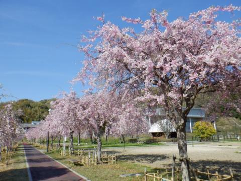 0144スポーツ公園シダレザクラ