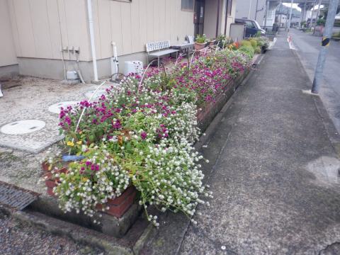 20koigahamafureaikurabu