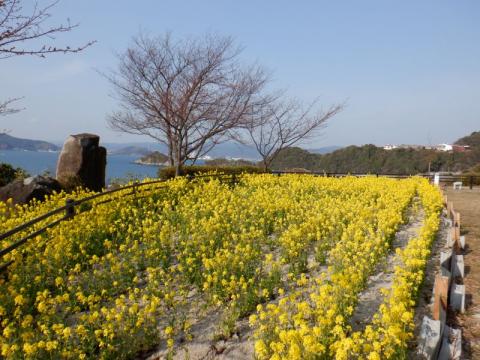 210210kasado-nanohana2